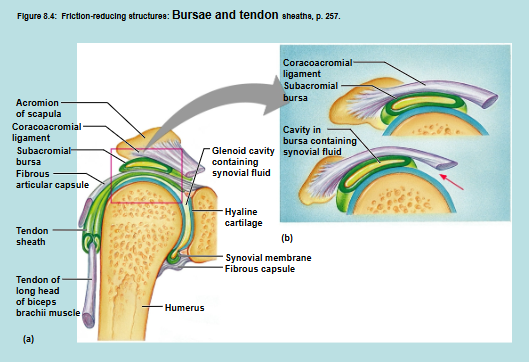 <p>Shoulder Joint</p>