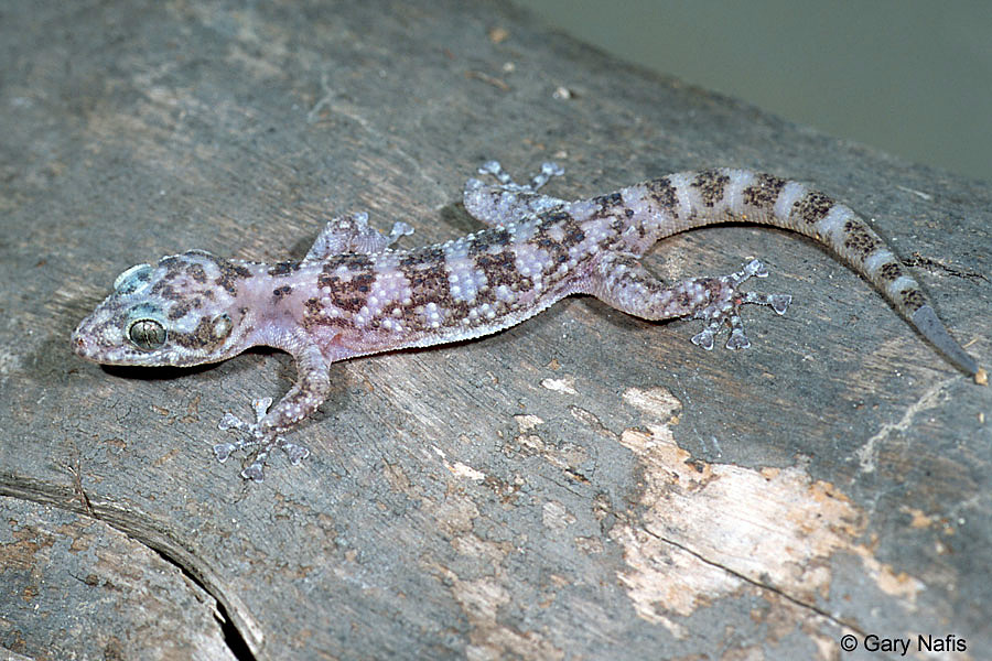 <p>Phyllodactylidae<br>Phyllodactylus xanti<br>Leaf-toed gecko</p>