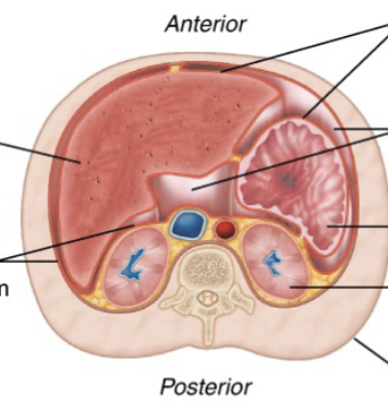 <p>Abdominal Serosa</p>