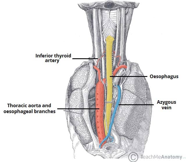 <p>What does the thoracic portion of the oesophagus run with?</p>