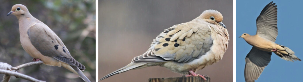 <ul><li><p><span style="background-color: transparent;"><strong>Habitat:</strong> primarily open country, scattered trees, and woodland edges, winter- large number roost in woodlots, feed on ground in grasslands, ag fields, backyards</span><span>&nbsp;</span></p></li><li><p><span style="background-color: transparent;"><strong>Diet:</strong> mainly seeds- cultivated seeds and peanuts, also wild grasses, weeds, herbs, and occasionally berries, snails</span></p></li><li><p><span style="background-color: transparent;"><strong>Characteristics:</strong> </span><span>plump</span><span style="background-color: transparent;">, tend to be more flat leaning when perched, </span><span>soft earthy warm body, small heads bop</span><span style="background-color: transparent;"> as they walk, short bill, black spots on wings, long tail with black-bordered white tips to tail feathers, short legs</span></p></li></ul><p></p>