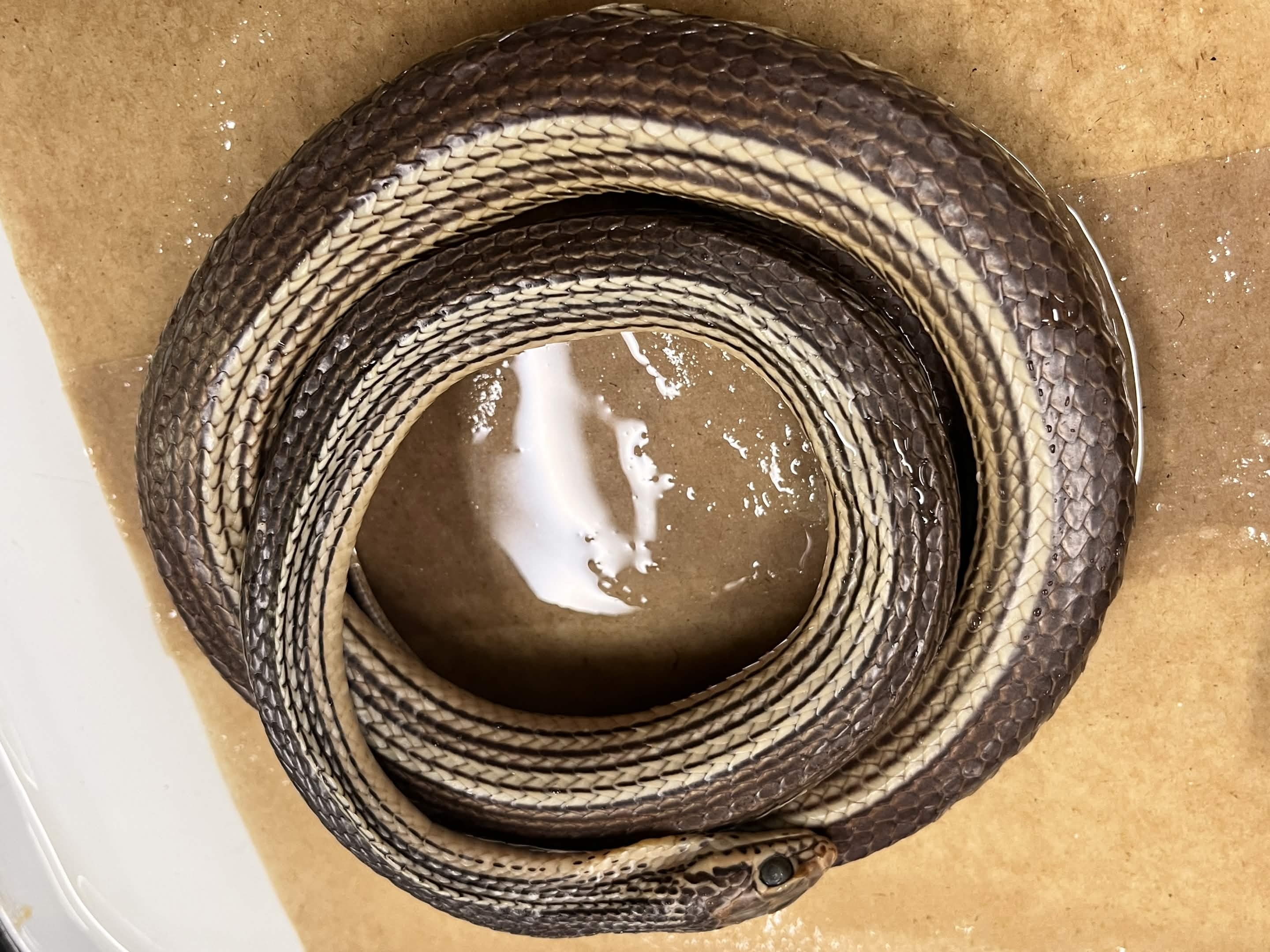 <p>Infraorder + Superfamily + Family + Scientific name?<br>- many striped<br>- no dorsal</p>