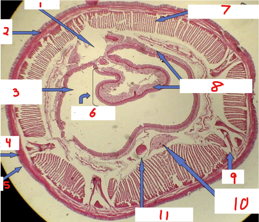 <p>8</p>