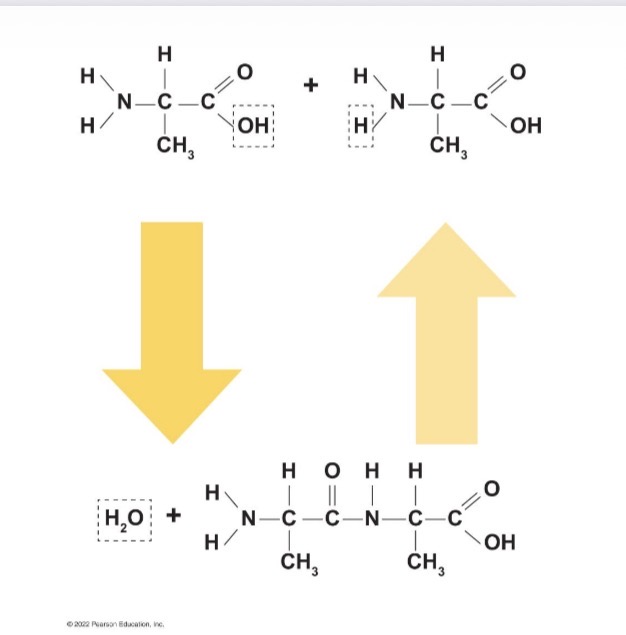 <p>Reactions forming or breaking chemical bonds using water. Ribosomes, digestive system, and metabolic organelles. Synthesizes polymers by removing H2O or breaks polymers by adding H2O.</p>