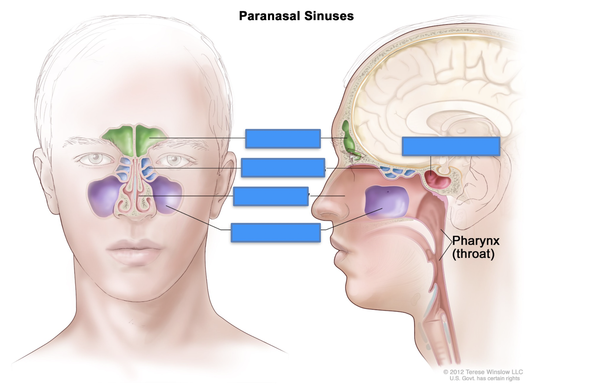<p>Label this image</p>