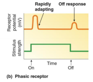 <p>What are phasic receptors?</p>