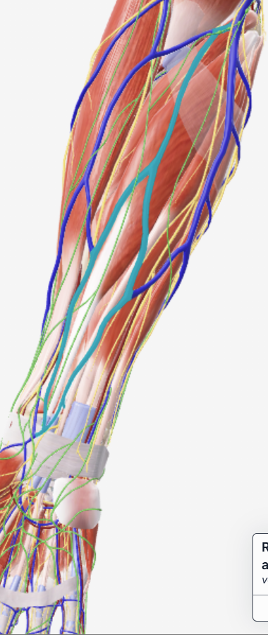 <p>Voorarm oppervlakkige vene</p>