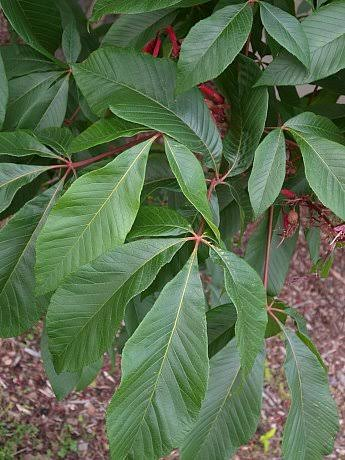 <p>Aesculus spp - buckeyes and horseschestnuts (Family Sapindaceae) </p>
