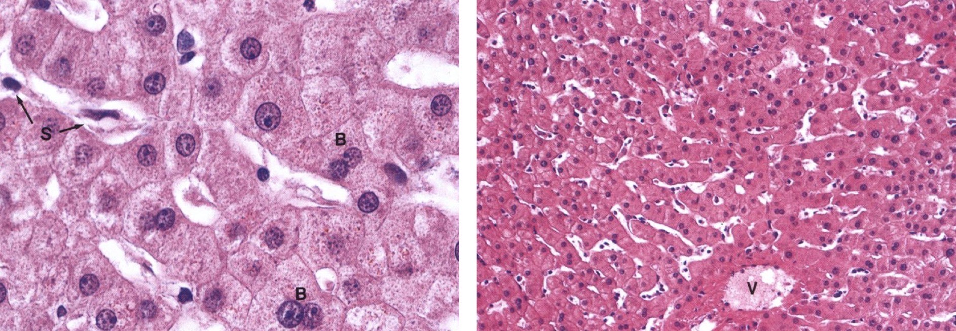 <p>Identify the Organ and Structures?</p>