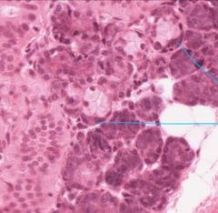 <p>Name the structures</p>