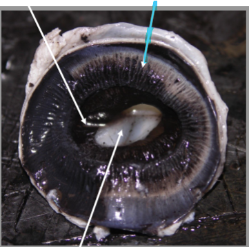 <p>What is the arrow pointing at?</p>