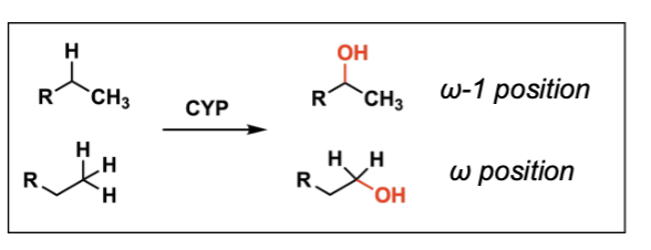 <p>adds an OH to a CH or an H (can be chain or off of a ring!)</p><p>cofactor = CYP </p>