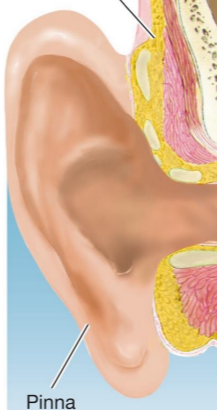 <ul><li><p>External ear</p></li><li><p>funnels sound </p></li><li><p>outer ear </p></li></ul><p></p>