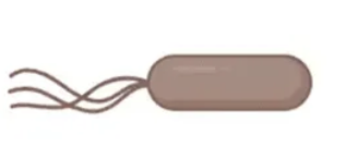 <p>MOTILITY: What type of flagellation is this? Give an example organism </p>