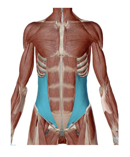 <p>Internal Oblique Action </p>