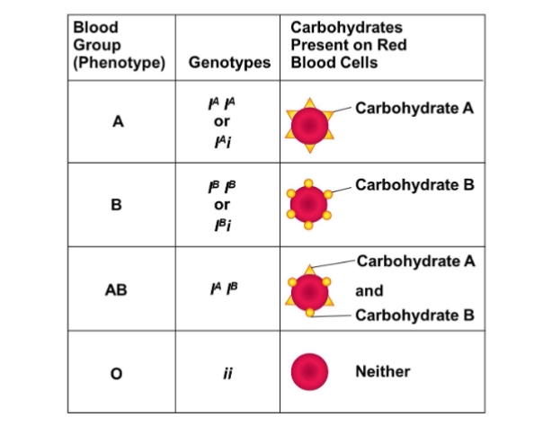 <p>describe the inheritance patterns of multiple allelism</p>