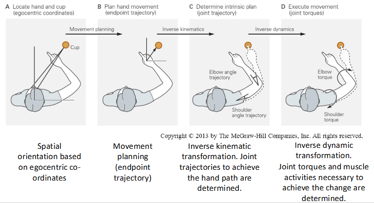 <p>target is localised in egocentric space, plan of movement and initial location of endpoint and endpoint trajectory created, inverse kinematic transformation - the joint trajectories to achieve path are determined, inverse dynamic transformation - joint torques or muscle activities to achieve joint trajectory are determined</p>