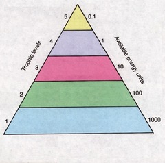 <p>each step in a food chain or food web</p>