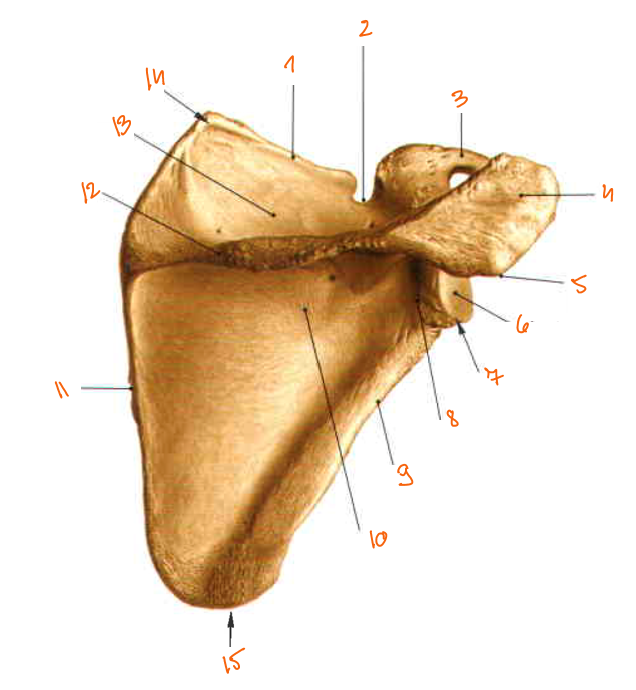 <p>7?</p>