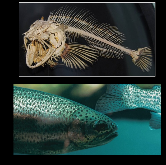 <p>which clade is this</p>