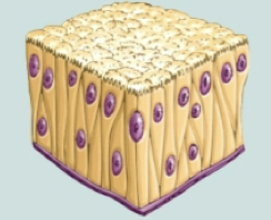 <p>Epithelial tissues location and purpose: Pseudo-stratified columnar epithelium</p>