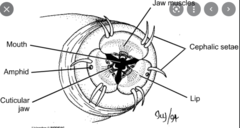 <p>pair of bilaterally cephalic (head) chemosensory organs located on the side of the head, near the mouth</p>