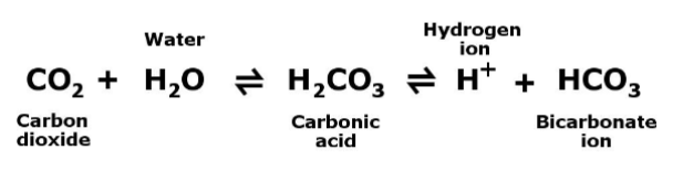 <p>Resist abrupt and large swings in pH</p><p>• Can release hydrogen ions if pH rises</p><p>• Can bind hydrogen ions if pH falls</p><p>• Important for homeostasis</p><p>• Carbonic acid–bicarbonate system (important buffer</p><p>system of blood):</p>