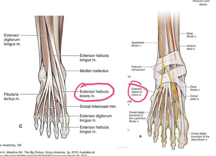 <p>ORIGIN: lateral calcaneus </p><p>INSERTION: </p><p>digitorum -- dorsal digital expansion digits 2-4 </p><p>hallucis -- dorsal digital expansion digits 1</p><p>FUNCTION: </p><p>digitorum -- extends digits 2-4 </p><p>hallucis -- extends digit 1 </p><p>INNERVATION: deep fibular nerve </p>