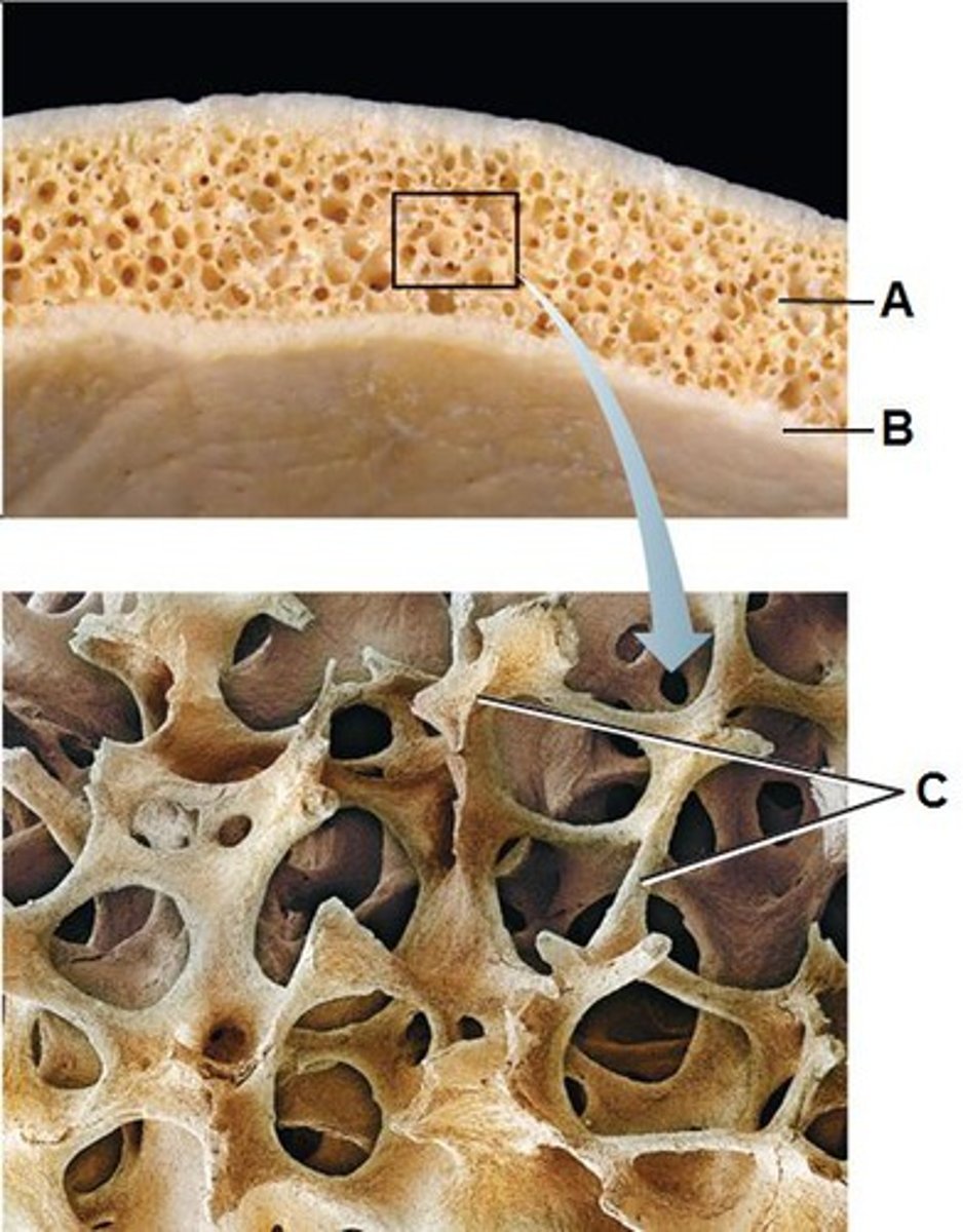 <p>inner honeycomb-like</p><p>resist forces in many directions</p><p>holds bone marrow</p>