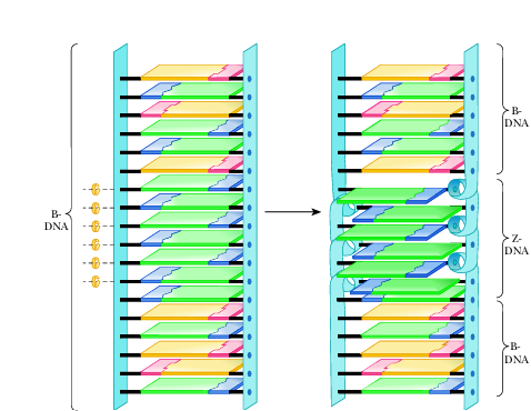 <ul><li><p>a form of DNA that is left-handed helix which has been seen to occur naturally under certain circumstances</p></li><li><p>found in alternating purine-pyrimidine (CGCGCG)</p></li><li><p>found in sequences with C methylated at numbers 5 position of pyrimidine ring</p></li><li><p>can become B form by flipping 180 degrees without breaking backbone or H-bond</p></li></ul><p></p>