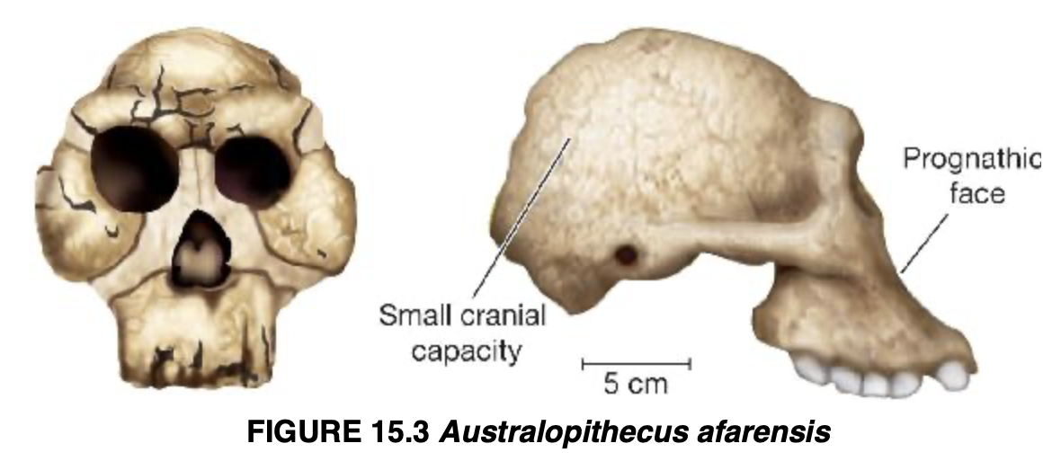 <p>Australopithecus afarensis</p>