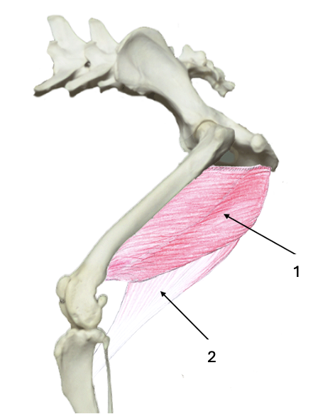 <p>What muscle group is this?</p><p>What muscles are these?</p>