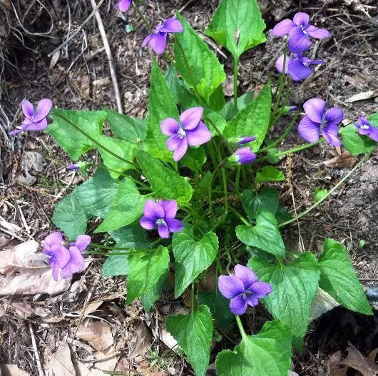 <p><span>Viola papilionacea/sororia</span></p>