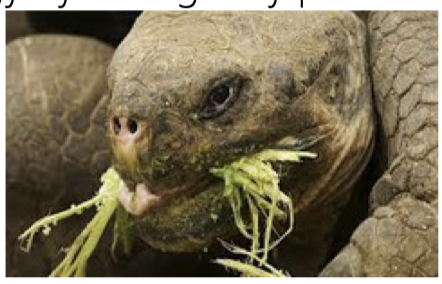 <p>organism that obtains energy by eating only plants</p>