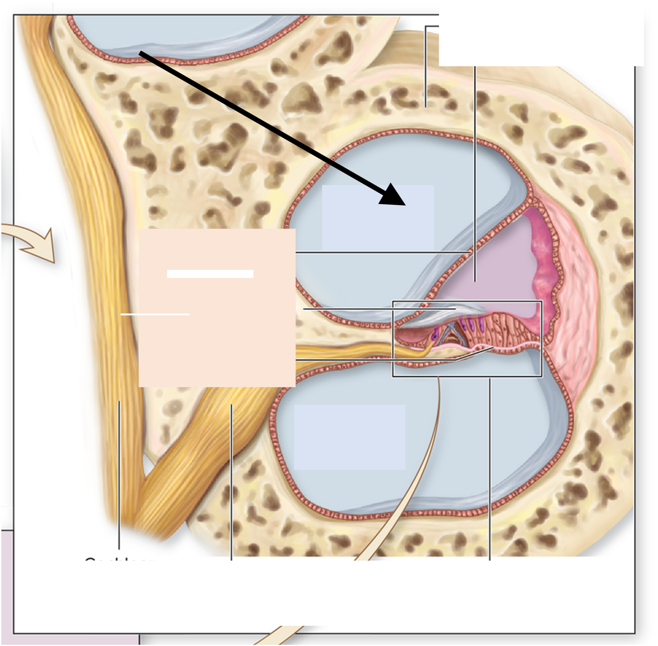 <p>ID the cavity</p>