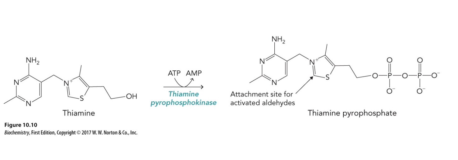 <p>TPP binds and decarboxylates pyruvate</p>