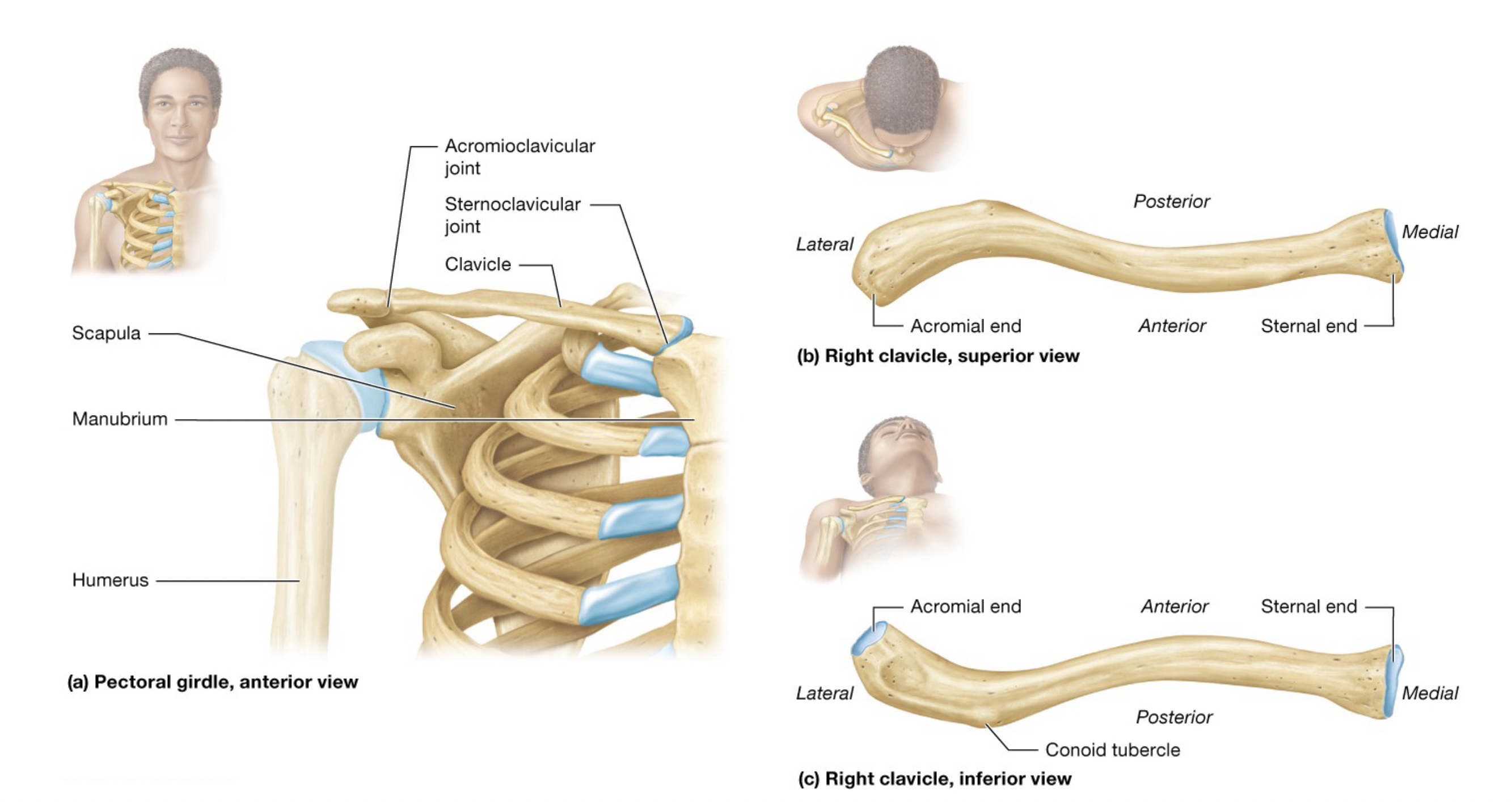 <p>S-shaped bone</p><p>Medial <strong>Sternal End</strong> articulates with the manubrium forming the sternoclavicular joint</p><p>Lateral Acromial End articulates with the acromion process of the scapula forming the acromioclavicular joint</p><p><strong>Conoid Tubercle</strong> is the site of ligament attachment </p><p>Functions like a brace for the upper limb so that it rests laterally to the trunk</p>