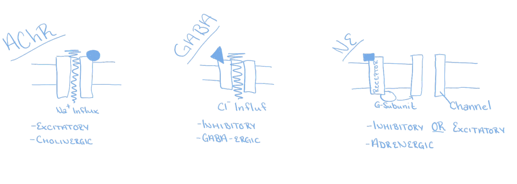 <ul><li><p>3 kinds of synapses with different modes of action</p><ul><li><p>Excitatory cholinergic synapse = ACh</p></li><li><p>Inhibitory GABA-ergic synapse = GABA</p></li><li><p>Excitatory adrenergic synapse = NE</p></li></ul></li><li><p>Synaptic delay (0.5 m / sec)</p><ul><li><p>Time from the arrival of the nerve signal at a synapse to the start of an AP in the postsynaptic cell</p></li></ul></li></ul><p></p>