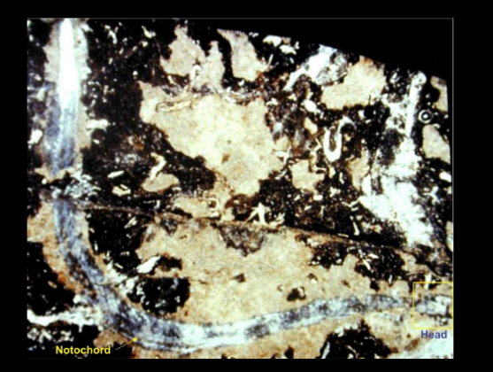 <ul><li><p>Lower Carboniferous of UK </p></li></ul><p></p>