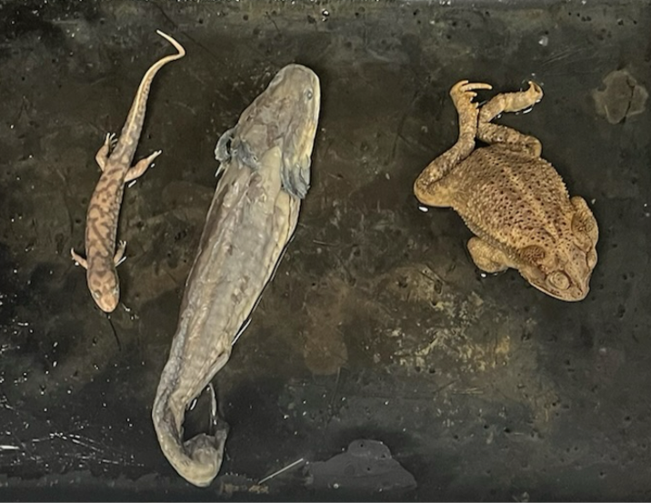 <p>What Kingdom, Phylum, Subphylum and Class are these found in?</p>