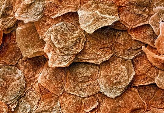 <p>What kind of human cell is this?</p>