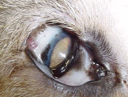 <p>Eyelid what condition refers to absence of part of the eyelid, and is also called an eyelid coloboma? It can lead to exposure keratitis, and can be associated with cataracts, retinal dysplasia, posterior segment colobomas, and KCS. It is treated with lubricants, surgical correction if severe, and techniques to improve corneal protection, decrease globe exposure, and correct trichiasis. Roberts-Bistner and Lip-to-lid suture methods can be done.</p>