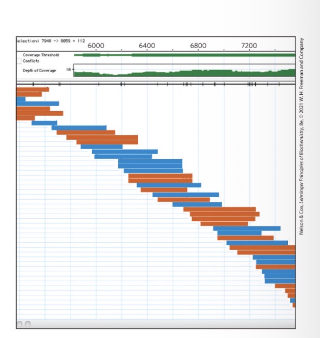 <p><span>the number of times that a particular nucleotide in a genome is sequenced, on average</span></p><p></p><p><span>Contigs- long contiguous sequences that are assembled form overlaps </span></p>