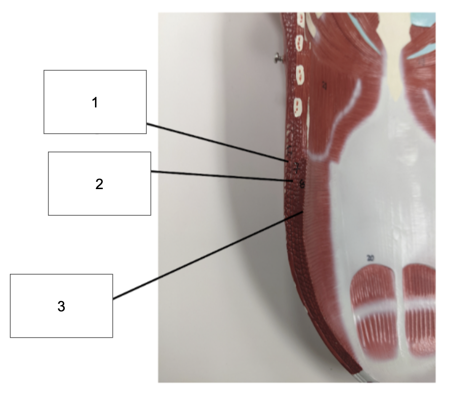 <p>identify number 1</p>