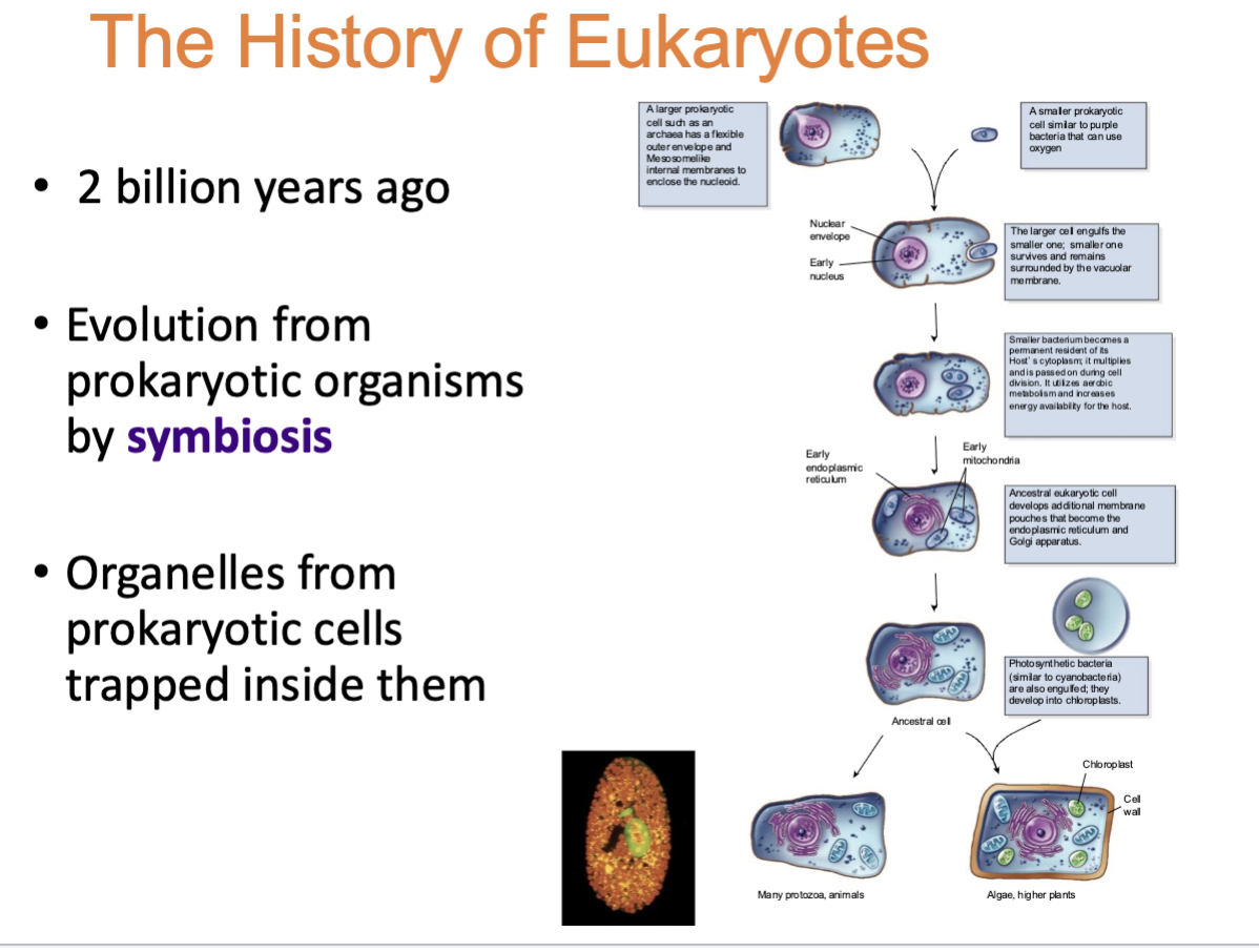 <ul><li><p>2 billion years ago</p></li><li><p>evolution from prokaryotic organisms by symbiosis </p></li><li><p>Organelles from prokaryotic cells trapped inside them </p></li></ul><p></p>