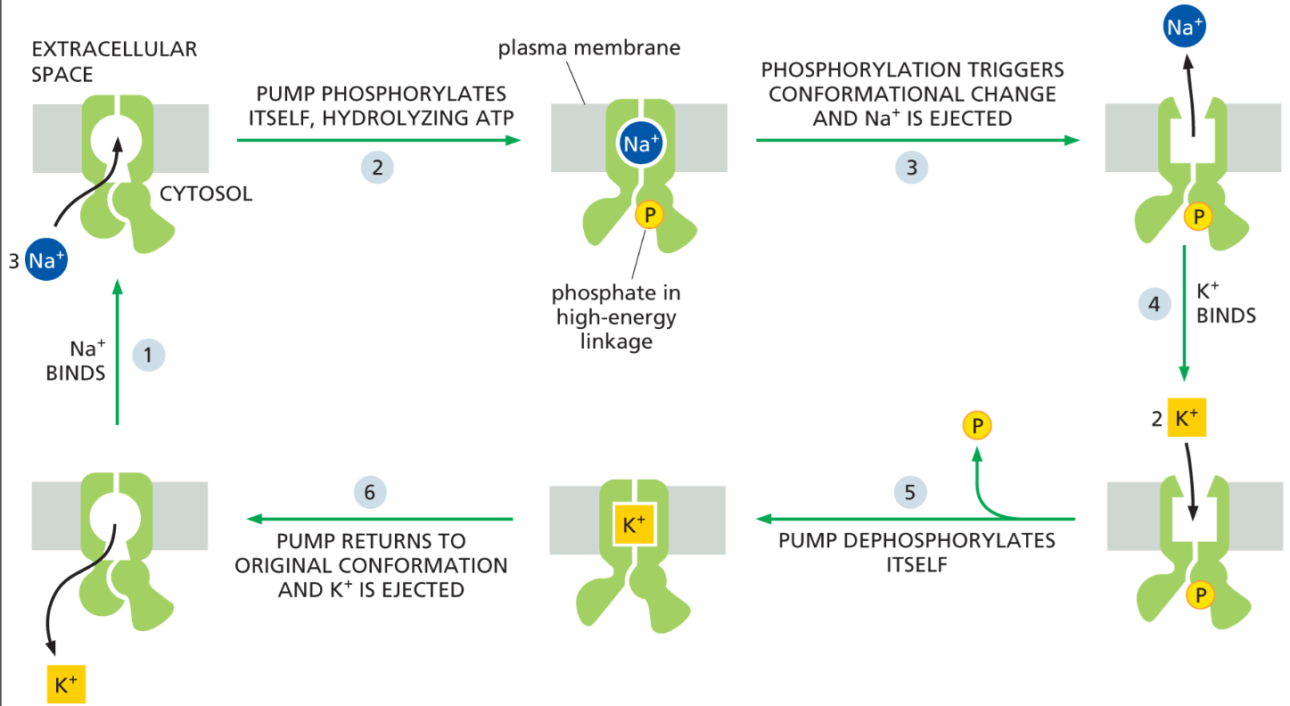 <p><strong>ATP hydrolysis adds a phosphate to the pump</strong>, causing <strong>conformational changes</strong> that move Na⁺ out and K⁺ in.</p><ul><li><p>It <strong>maintains low Na⁺ and high K⁺ inside cells</strong> and <strong>creates ion gradients used for many other transport processes</strong>.</p></li><li><p>a⁺–K⁺ pump = 3 Na⁺ out / 2 K⁺ in</p></li></ul><p></p><p><u>this pump uses 25% of ALL of ur ATP!</u></p>