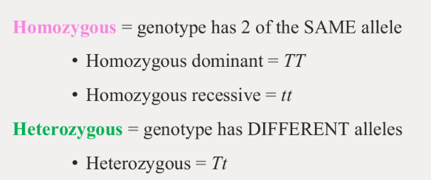 <p>Homo= genotype contains <u>two of the same</u> allele</p><p>Hetero= genotype contains <u>two different</u> alleles</p>