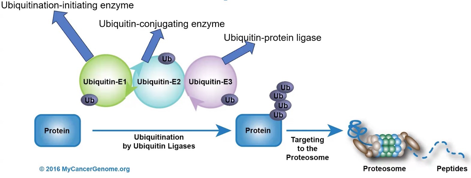 <p>Post-translational modification, cellular tag of ubiquitin, three enzymes, E1, E2, and E3; Marks for proteasome but can also be used for signaling, DNA repair, or trafficking.</p><p>Attaches ubiquitin proteins to lysine residues</p><p>Proteosomes are barrel-shaped to ensure only the inner contents are digested</p><p>Enzyme roles:</p><ol><li><p>E1:<strong> Ubiquitination-initiating enzyme</strong>: Activates the reaction by binding ubiquitin via ATP</p></li><li><p>E2: <strong>Ubiquitin-conjugating enzyme</strong>: Takes the activated ubiquitin and delivers it to E3</p></li><li><p>E3: <strong>Ubiquitin-protein ligase</strong>: Recognizes specific targets, and puts the activated ubiquitin tag on lysine residue</p></li></ol><p>Monoubiquitination: Typically for protein function or localization</p><p>Polyubiquitination: For degradation</p>