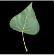 <p>what type of blade shape is shown here?</p>
