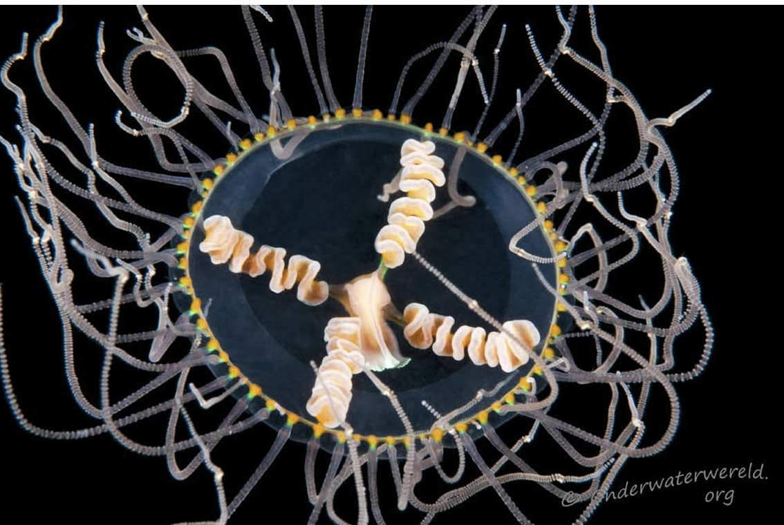 <p>What is the Class, Phylum, and Kingdom of the Genus Gonionemus??</p>